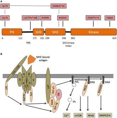 Interleukin-2-Inducible T-Cell Kinase Deficiency—New Patients, New Insight?